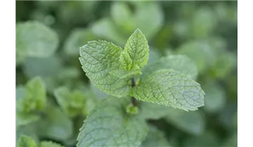 Gartenbaumschule Becker