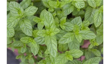 Gartenbaumschule Becker