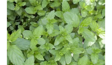 Gartenbaumschule Becker