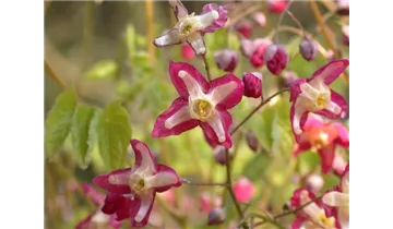 Gartenbaumschule Becker