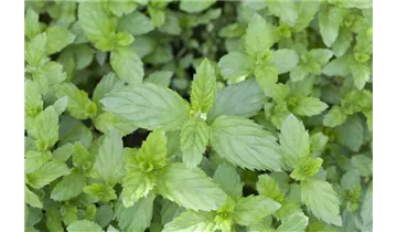 Gartenbaumschule Becker