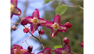 Gartenbaumschule Becker
