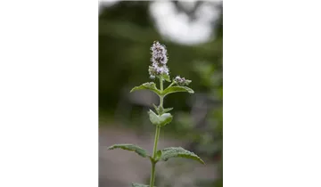 Gartenbaumschule Becker