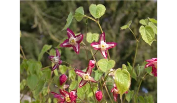 Gartenbaumschule Becker