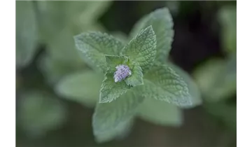 Gartenbaumschule Becker