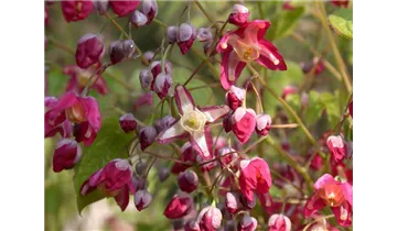 Gartenbaumschule Becker