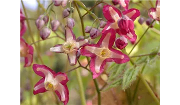 Gartenbaumschule Becker