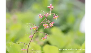 Gartenbaumschule Becker