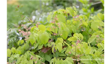 Gartenbaumschule Becker