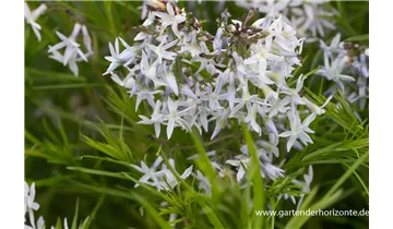 Gartenbaumschule Becker