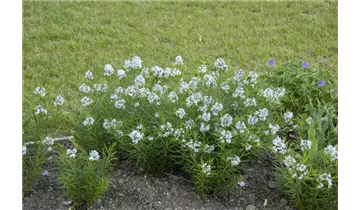 Gartenbaumschule Becker