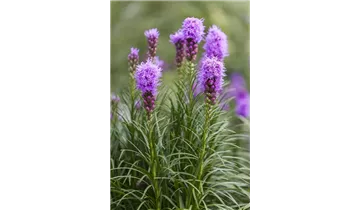 Gartenbaumschule Becker