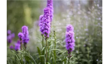 Gartenbaumschule Becker