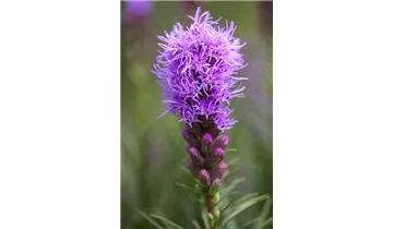 Gartenbaumschule Becker