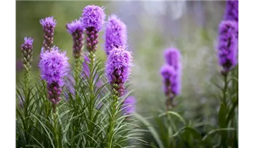 Gartenbaumschule Becker