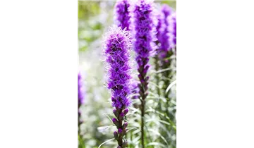 Gartenbaumschule Becker