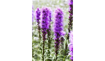 Gartenbaumschule Becker