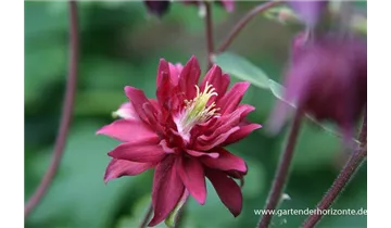 Gartenbaumschule Becker