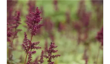 Gartenbaumschule Becker