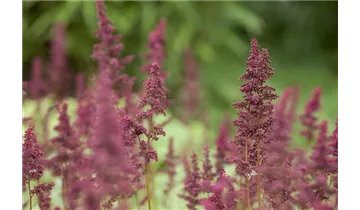 Gartenbaumschule Becker