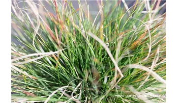 Gartenbaumschule Becker