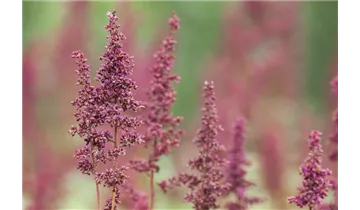 Gartenbaumschule Becker
