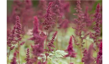 Gartenbaumschule Becker