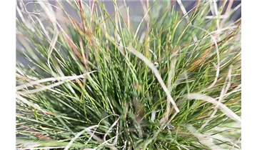 Gartenbaumschule Becker