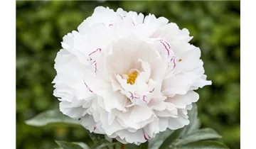 Gartenbaumschule Becker