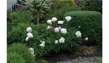 Gartenbaumschule Becker