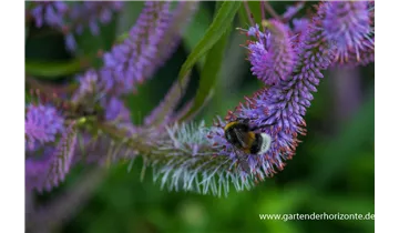 Gartenbaumschule Becker