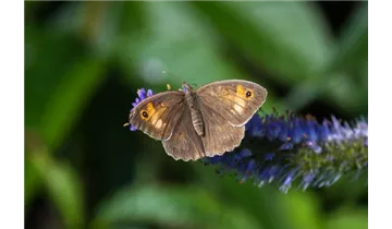 Gartenbaumschule Becker