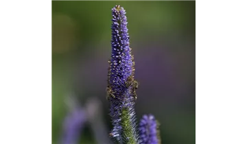 Gartenbaumschule Becker