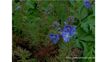 Gartenbaumschule Becker