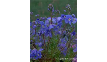 Gartenbaumschule Becker