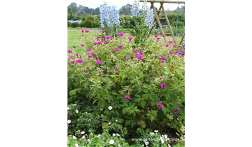 Gartenbaumschule Becker