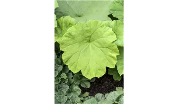 Gartenbaumschule Becker