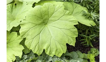 Gartenbaumschule Becker