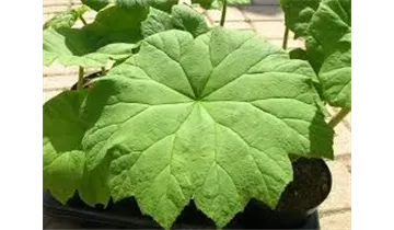 Gartenbaumschule Becker