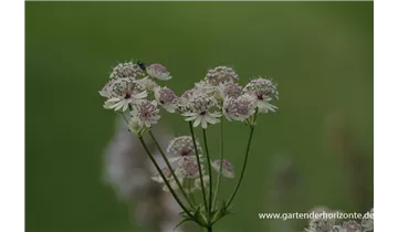 Gartenbaumschule Becker