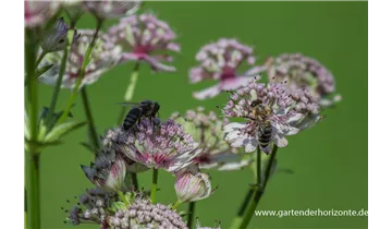 Gartenbaumschule Becker