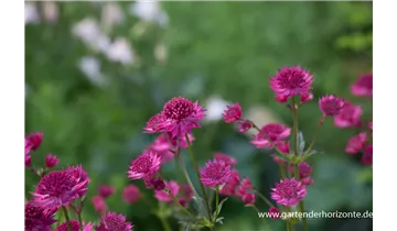Gartenbaumschule Becker
