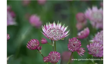 Gartenbaumschule Becker