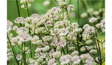 Gartenbaumschule Becker