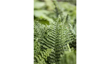 Gartenbaumschule Becker