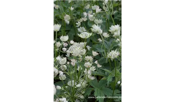 Gartenbaumschule Becker