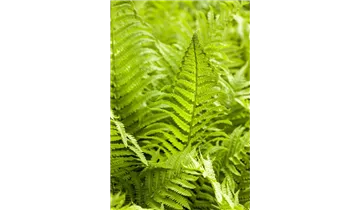 Gartenbaumschule Becker