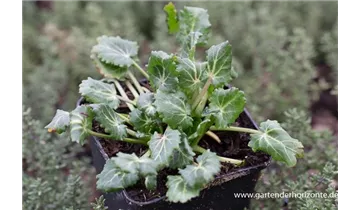 Gartenbaumschule Becker