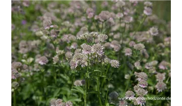 Gartenbaumschule Becker
