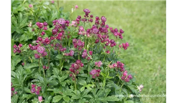 Gartenbaumschule Becker